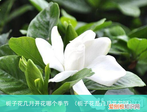栀子花是几月开花呀 栀子花几月开花哪个季节