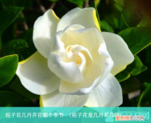 栀子花是几月开花呀 栀子花几月开花哪个季节