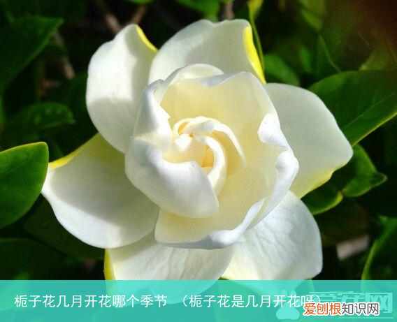 栀子花是几月开花呀 栀子花几月开花哪个季节