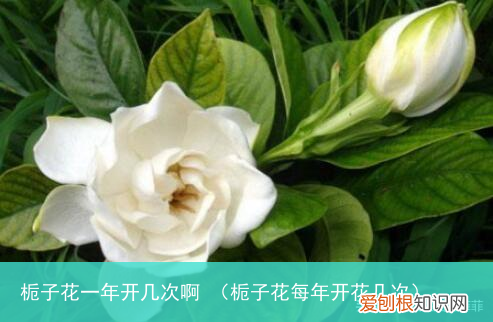栀子花每年开花几次 栀子花一年开几次啊