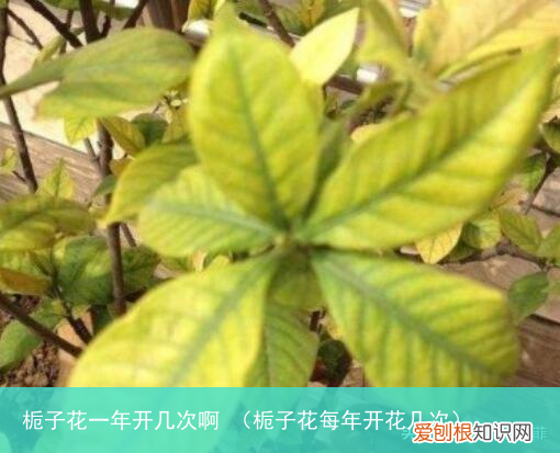 栀子花每年开花几次 栀子花一年开几次啊