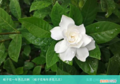 栀子花每年开花几次 栀子花一年开几次啊