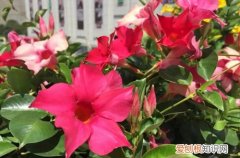飘香藤冬季的修剪与养护 飘香藤冬天如何养护？注意这些养护细节，春天才能看花！