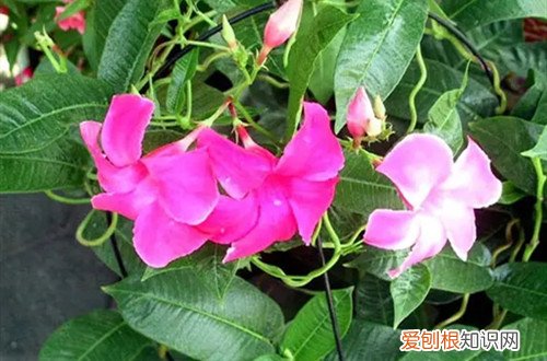飘香藤冬季的修剪与养护 飘香藤冬天如何养护？注意这些养护细节，春天才能看花！