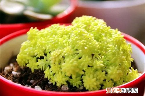 黄金草花怎样养护 黄金草要怎么养护才能安全过冬？