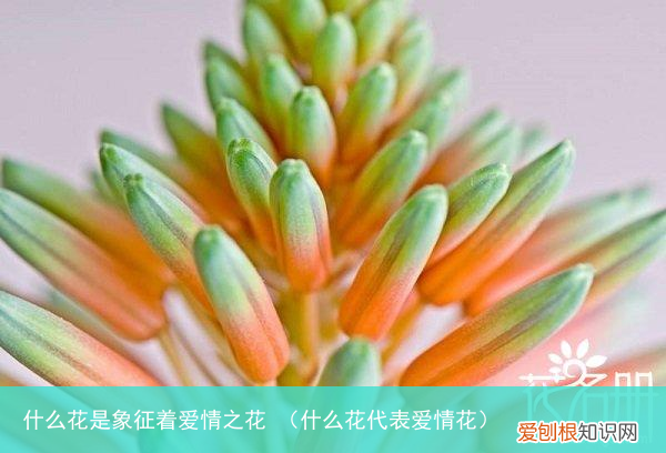什么花代表爱情花 什么花是象征着爱情之花
