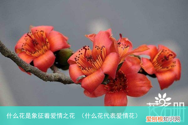 什么花代表爱情花 什么花是象征着爱情之花