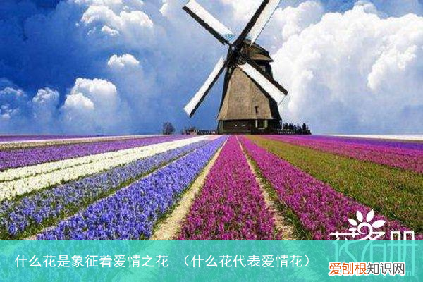 什么花代表爱情花 什么花是象征着爱情之花