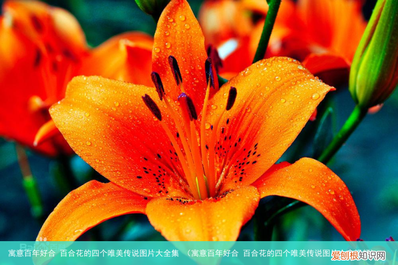 寓意百年好合 百合花的四个唯美传说图片大全视频 寓意百年好合 百合花的四个唯美传说图片大全集