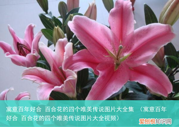 寓意百年好合 百合花的四个唯美传说图片大全视频 寓意百年好合 百合花的四个唯美传说图片大全集