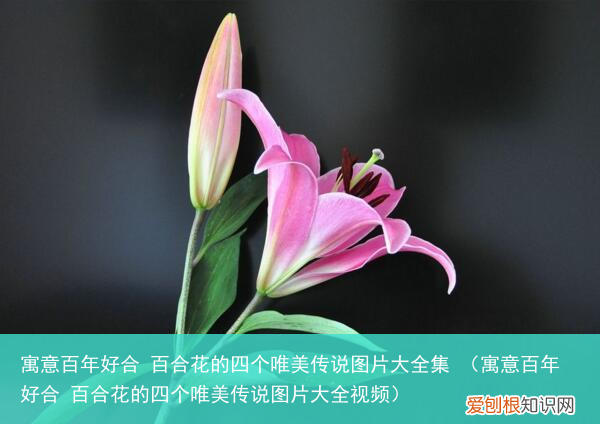 寓意百年好合 百合花的四个唯美传说图片大全视频 寓意百年好合 百合花的四个唯美传说图片大全集