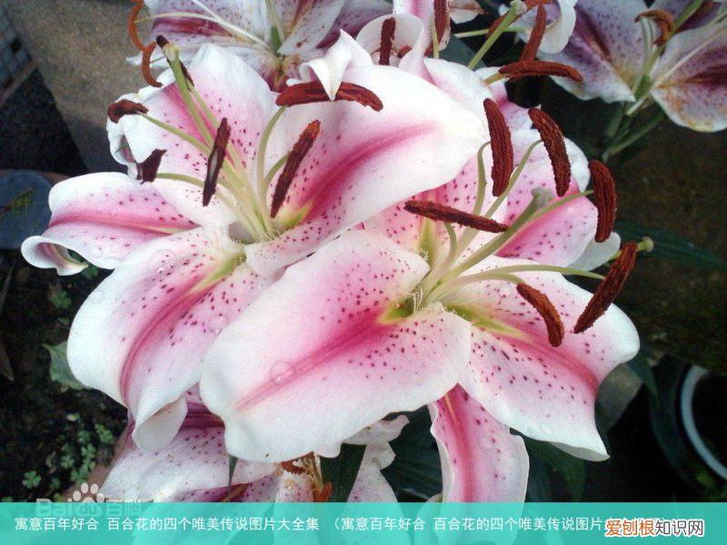 寓意百年好合 百合花的四个唯美传说图片大全视频 寓意百年好合 百合花的四个唯美传说图片大全集