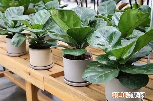 琴叶榕烂根是什么原因?怎么救治 琴叶榕烂根是什么原因？怎么救？