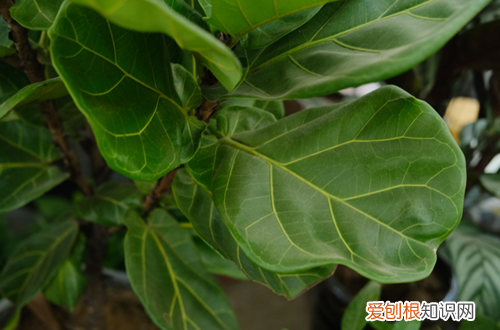 琴叶榕烂根是什么原因?怎么救治 琴叶榕烂根是什么原因？怎么救？