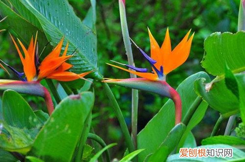 天堂鸟的叶子卷了是怎么回事 天堂鸟卷叶是什么原因？怎么办？