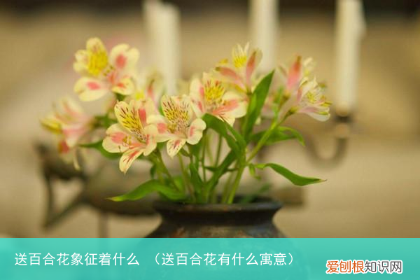 送百合花有什么寓意 送百合花象征着什么