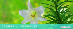 送百合花有什么寓意 送百合花象征着什么