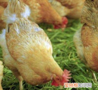 给鸡驱虫方法 养鸡除虫的方法