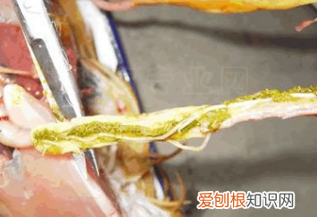 给鸡驱虫方法 养鸡除虫的方法