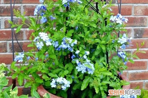 盆栽蓝雪花如何过冬 蓝雪花冬天要怎么养护？可以试着这样养，来年开更多花！