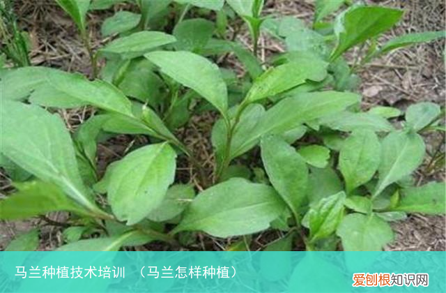马兰怎样种植 马兰种植技术培训