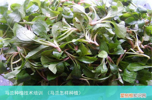 马兰怎样种植 马兰种植技术培训