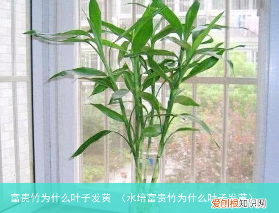 水培富贵竹为什么叶子发黄 富贵竹为什么叶子发黄