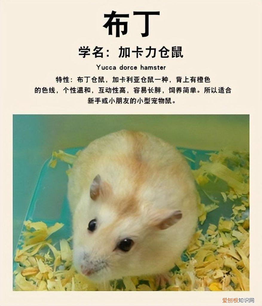 新手养仓鼠小知识 对于新手怎样养活仓鼠