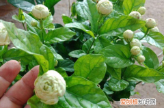 虎头茉莉花苞不开 虎头茉莉花不开花是什么原因？怎么办？