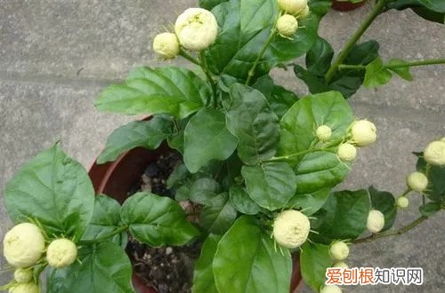 虎头茉莉花苞不开 虎头茉莉花不开花是什么原因？怎么办？