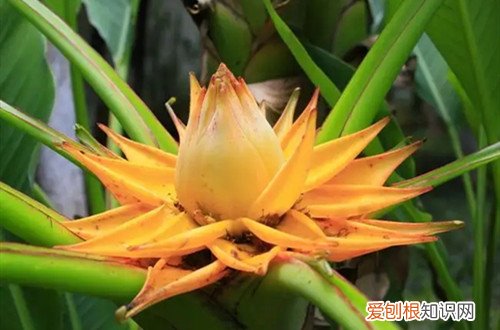 金地莲花多久开一次花 地涌金莲一生只开一次花吗？开花后会死吗？怎么处理才能再次开花