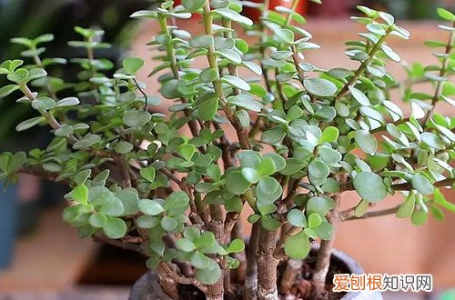 金枝玉叶烂根的表现 金枝玉叶烂根是什么原因？怎么解决？