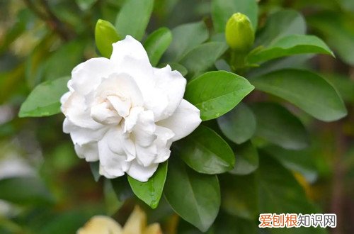 秋天来了,赶紧给这几种花换盆,换完会越长越好看吗 秋天来了，赶紧给这几种花换盆，换完会越长越好！