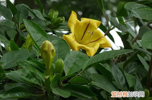 藤本茉莉的养殖方法和注意事项 大型藤本——金杯藤怎么养护？有哪些要注意的事项？