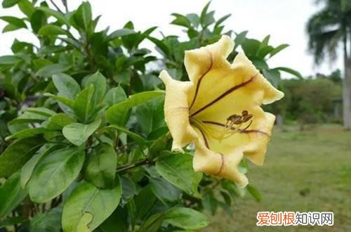 藤本茉莉的养殖方法和注意事项 大型藤本——金杯藤怎么养护？有哪些要注意的事项？