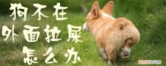 狗不在外面拉屎怎么办，狗狗不在外面拉屎怎么办
