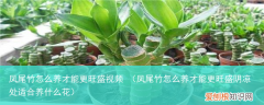 凤尾竹怎么养才能更旺盛阴凉处适合养什么花 凤尾竹怎么养才能更旺盛视频