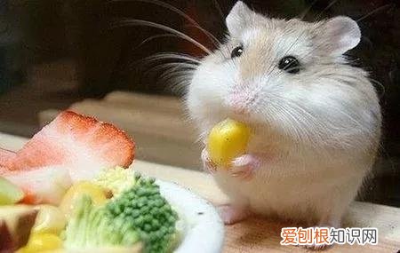 仓鼠怎么给仓鼠洗澡 怎样帮仓鼠洗澡?