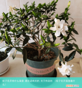 栀子花开寓意着什么 栀子花开有什么寓意:跟花语有关的,关于传说的