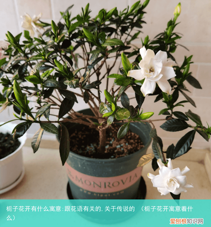 栀子花开寓意着什么 栀子花开有什么寓意:跟花语有关的,关于传说的