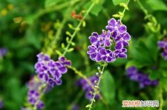 金露花叶子掉光了 蕾丝金露花掉叶子是什么原因？怎么办？