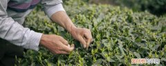 怎样去除茶叶的农药残留 怎样防止茶叶的农药残留