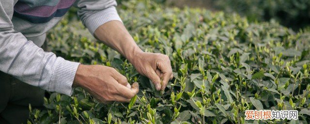 怎样去除茶叶的农药残留 怎样防止茶叶的农药残留