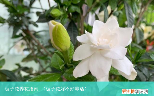 栀子花好不好养活 栀子花养花指南