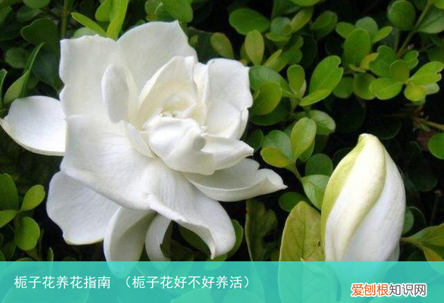栀子花好不好养活 栀子花养花指南