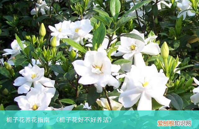 栀子花好不好养活 栀子花养花指南