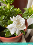 栀子花结果子吗 栀子花开花结果的品种有哪些
