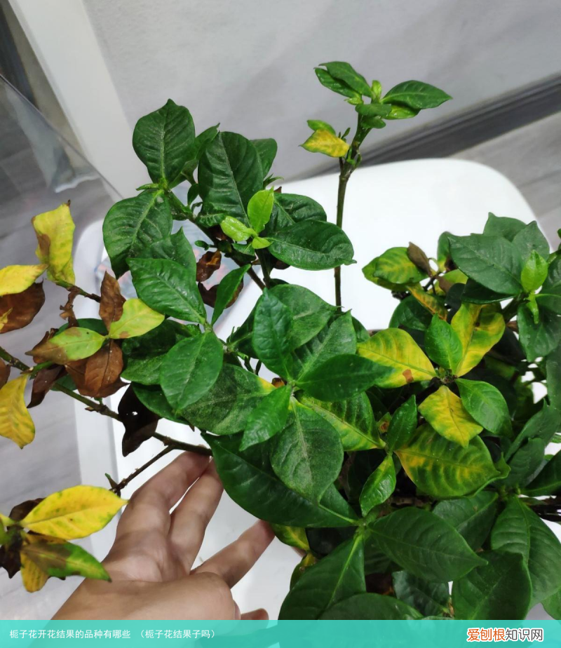 栀子花结果子吗 栀子花开花结果的品种有哪些