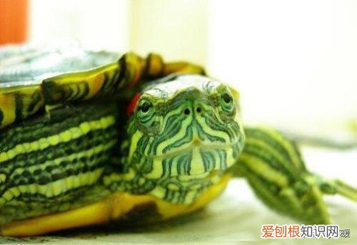 巴西红耳龟的资料介绍 红耳巴西龟怎么样