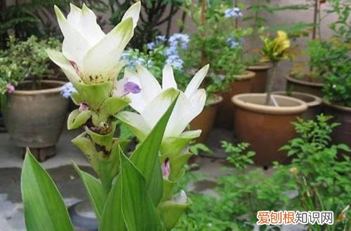 姜荷花烂茎怎么办 姜荷花烂根了要怎么办？要怎么处理？